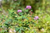 Trifolium medium