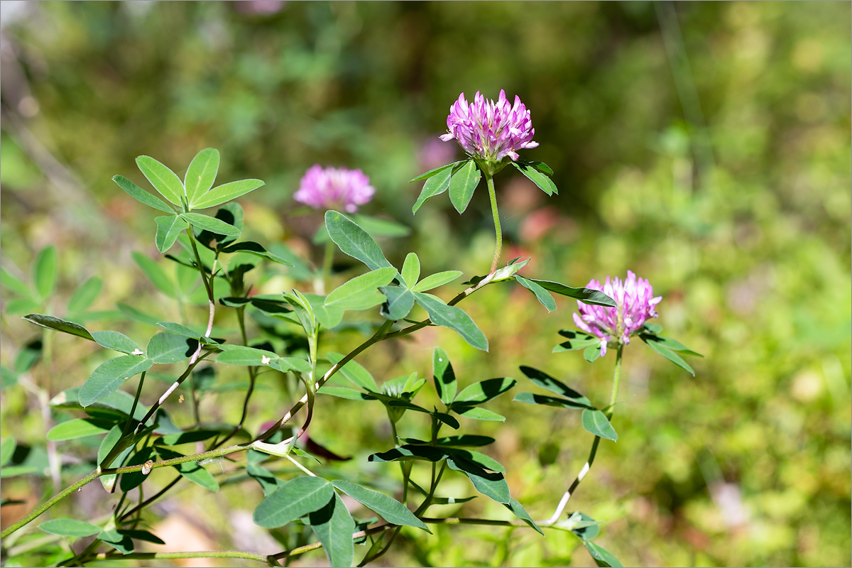 Изображение особи Trifolium medium.