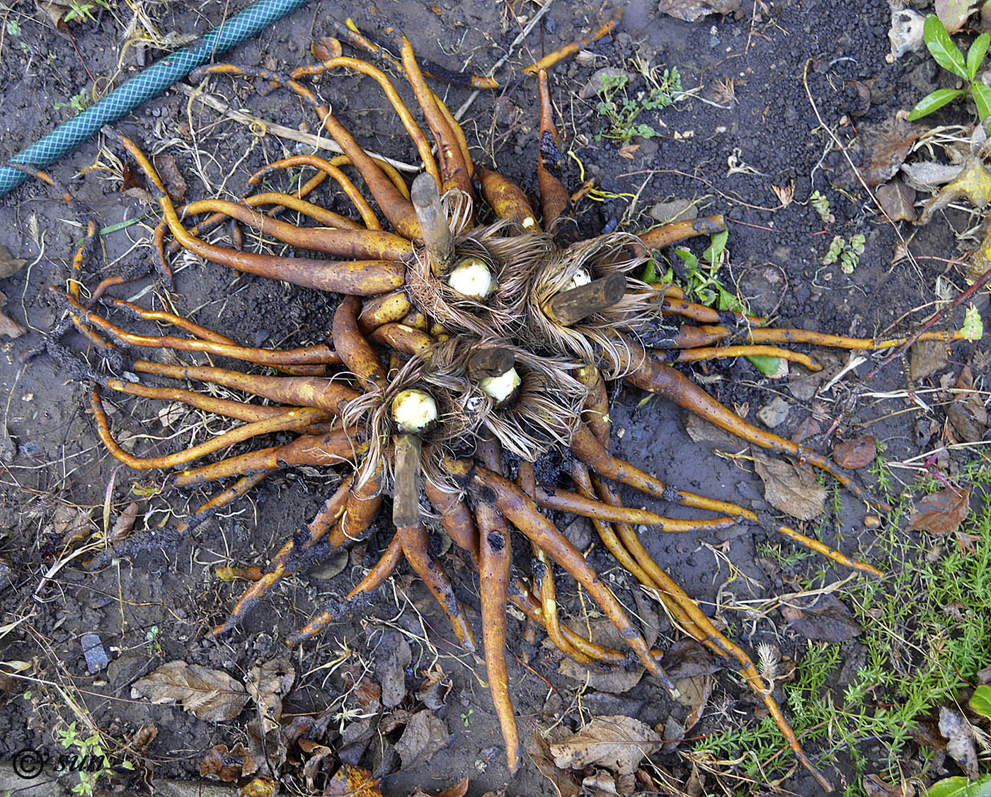 Изображение особи Eremurus robustus.