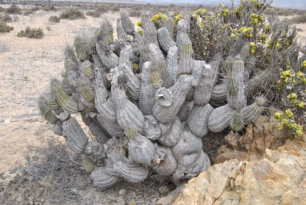 Image of Eulychnia breviflora specimen.