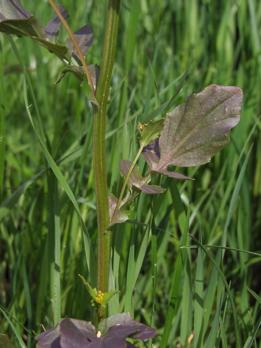 Image of Barbarea arcuata specimen.