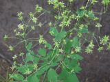 Thalictrum pavlovii. Верхушка цветущего и плодоносящего растения. Красноярский край, Ермаковский р-н, природный парк \"Ергаки\", долина р.Тушканчик, хвойный лес. 18.07.2018.