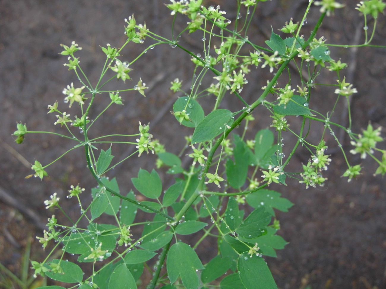 Image of Thalictrum pavlovii specimen.