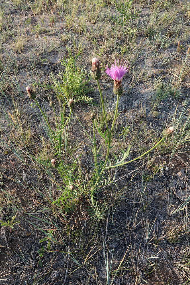 Image of Klasea centauroides specimen.