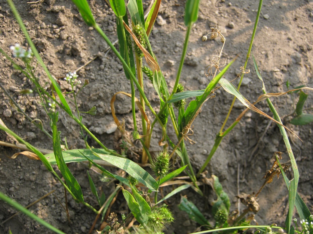 Image of Setaria viridis specimen.