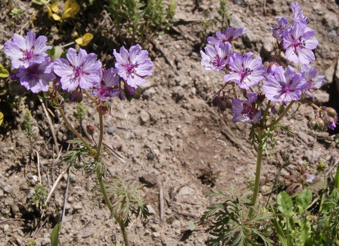 Изображение особи Geranium stepporum.