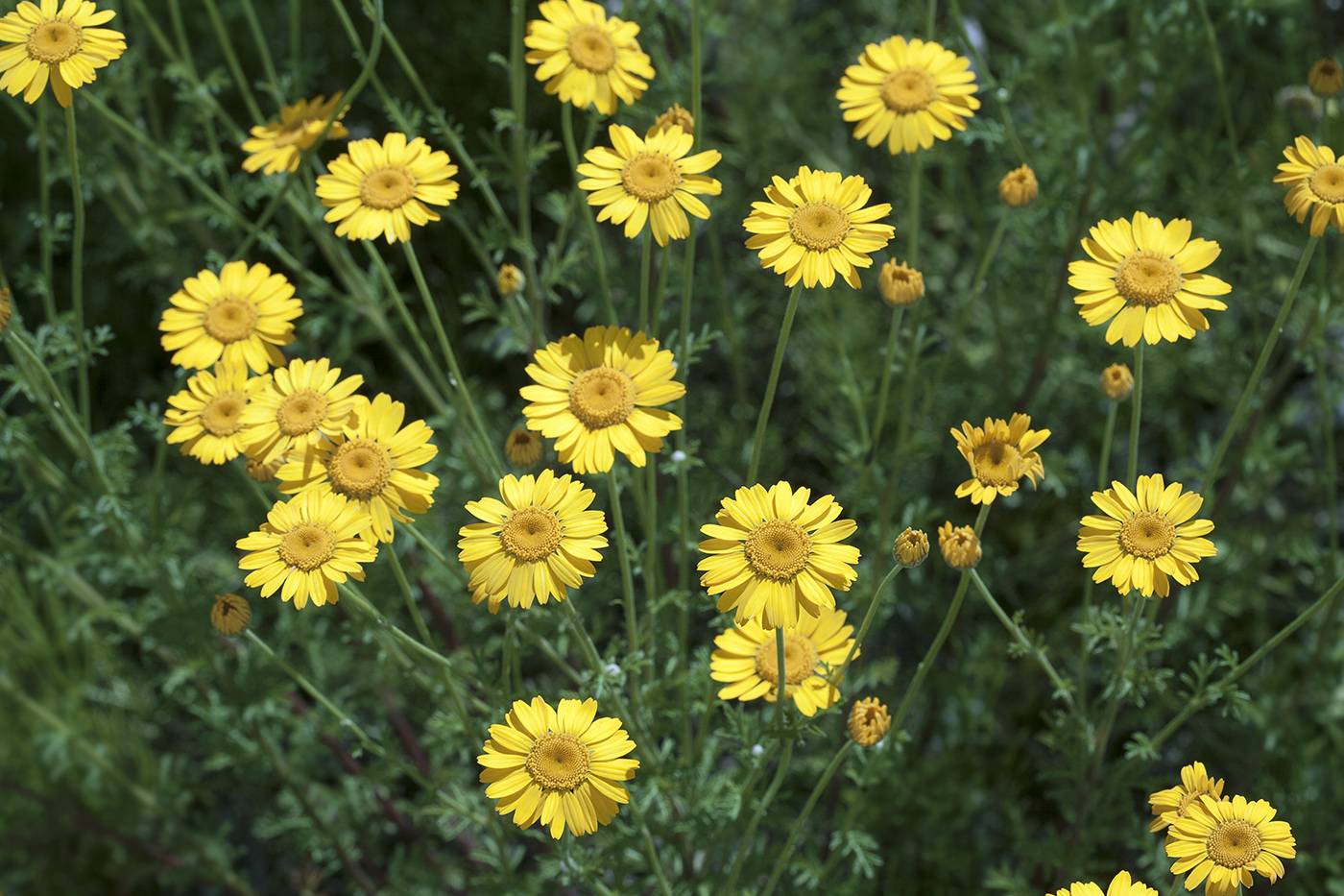 Изображение особи Anthemis tinctoria.