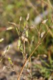 Cerastium holosteoides