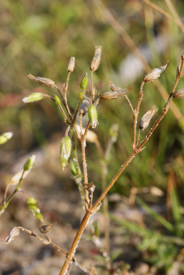 Image of Cerastium holosteoides specimen.