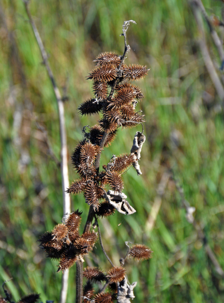 Image of Xanthium orientale specimen.