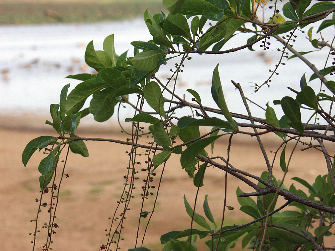 Изображение особи Barringtonia racemosa.