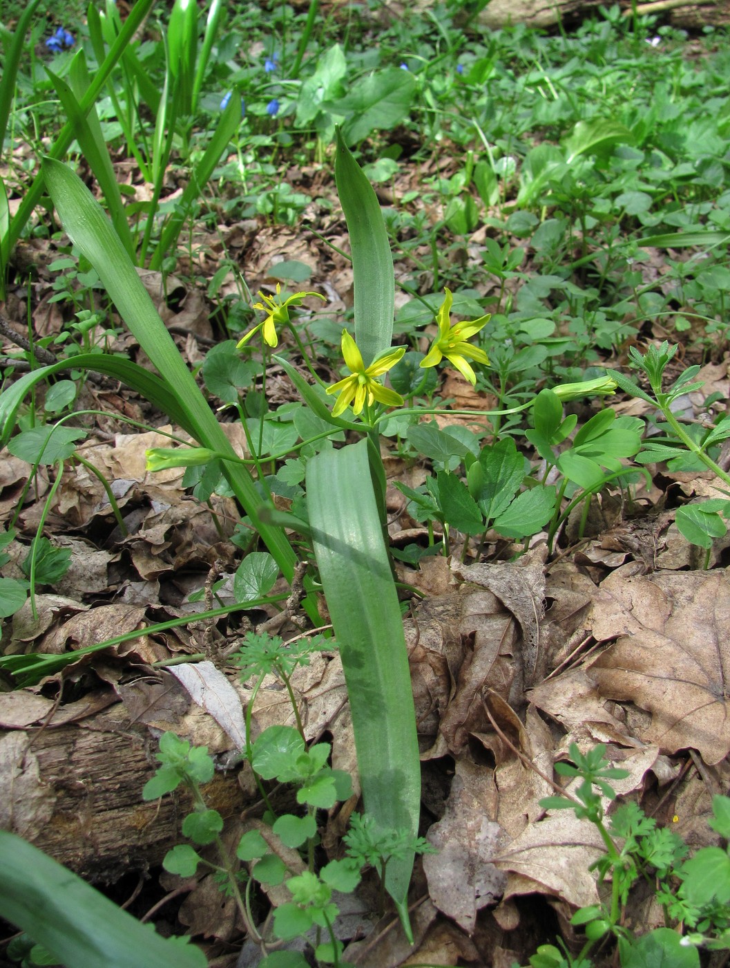 Image of Gagea lutea specimen.