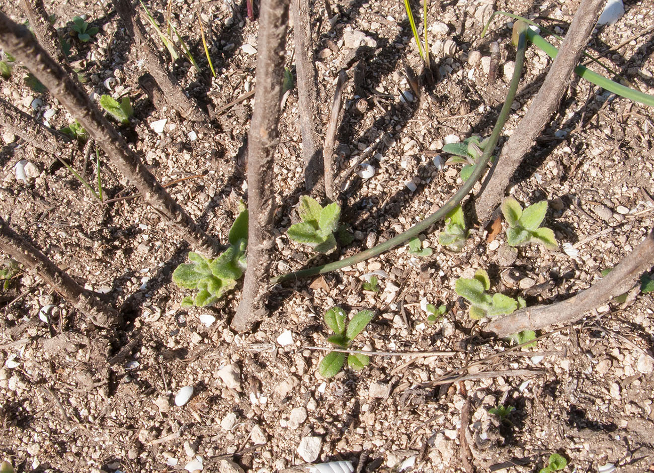 Image of genus Marrubium specimen.