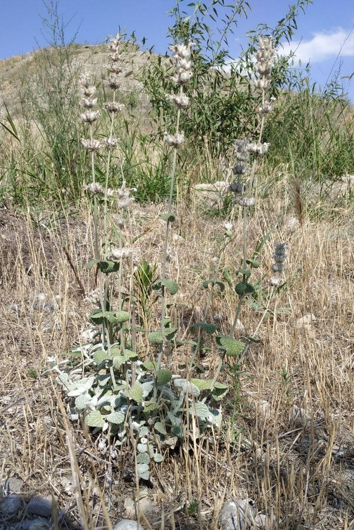 Image of Nepeta olgae specimen.