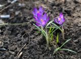 Crocus tommasinianus