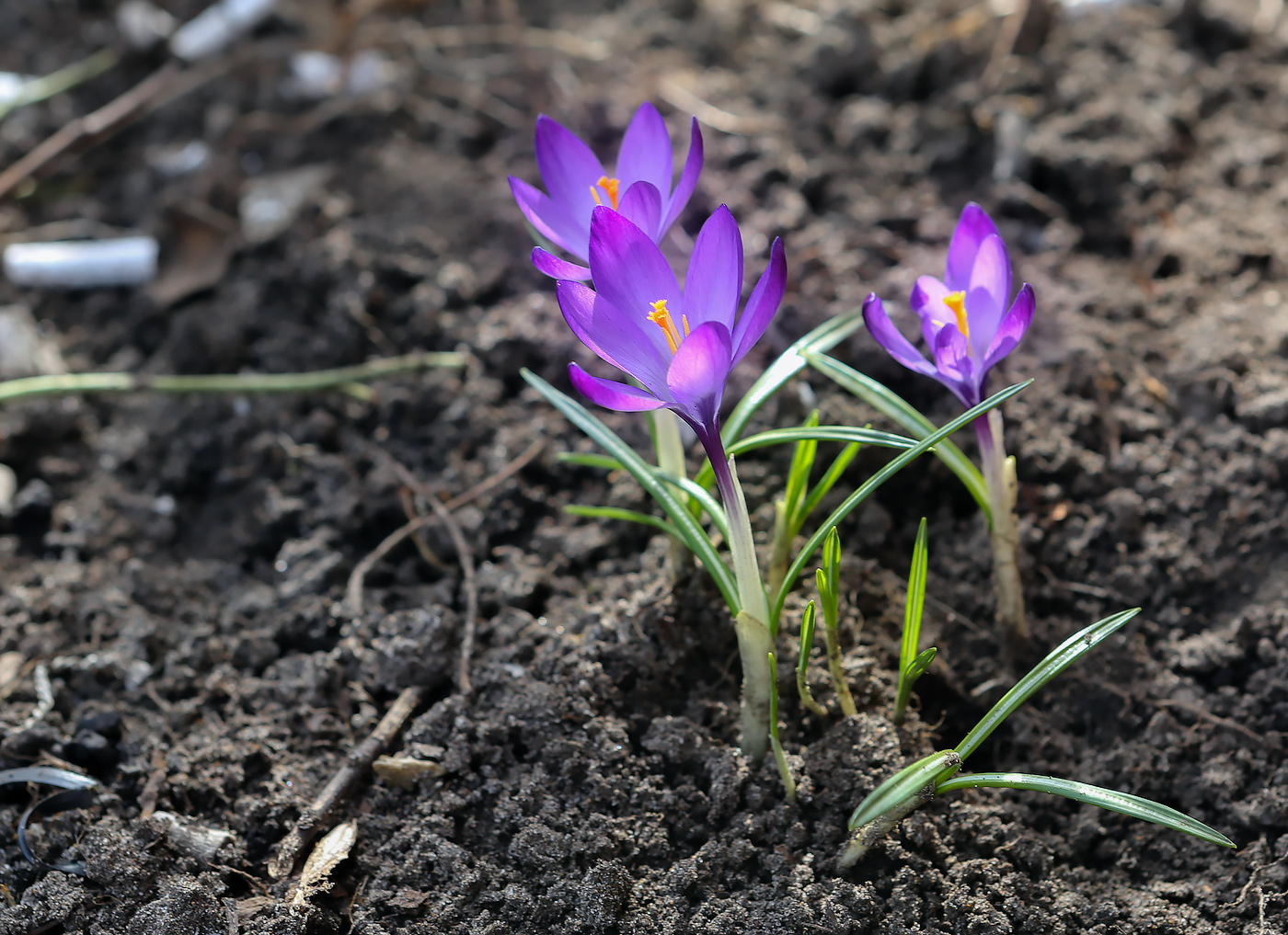 Image of Crocus tommasinianus specimen.