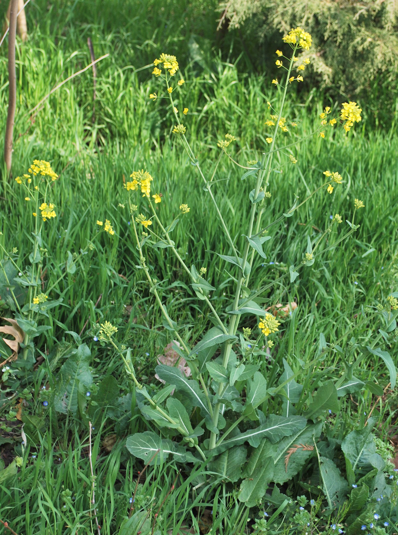 Изображение особи Brassica campestris.