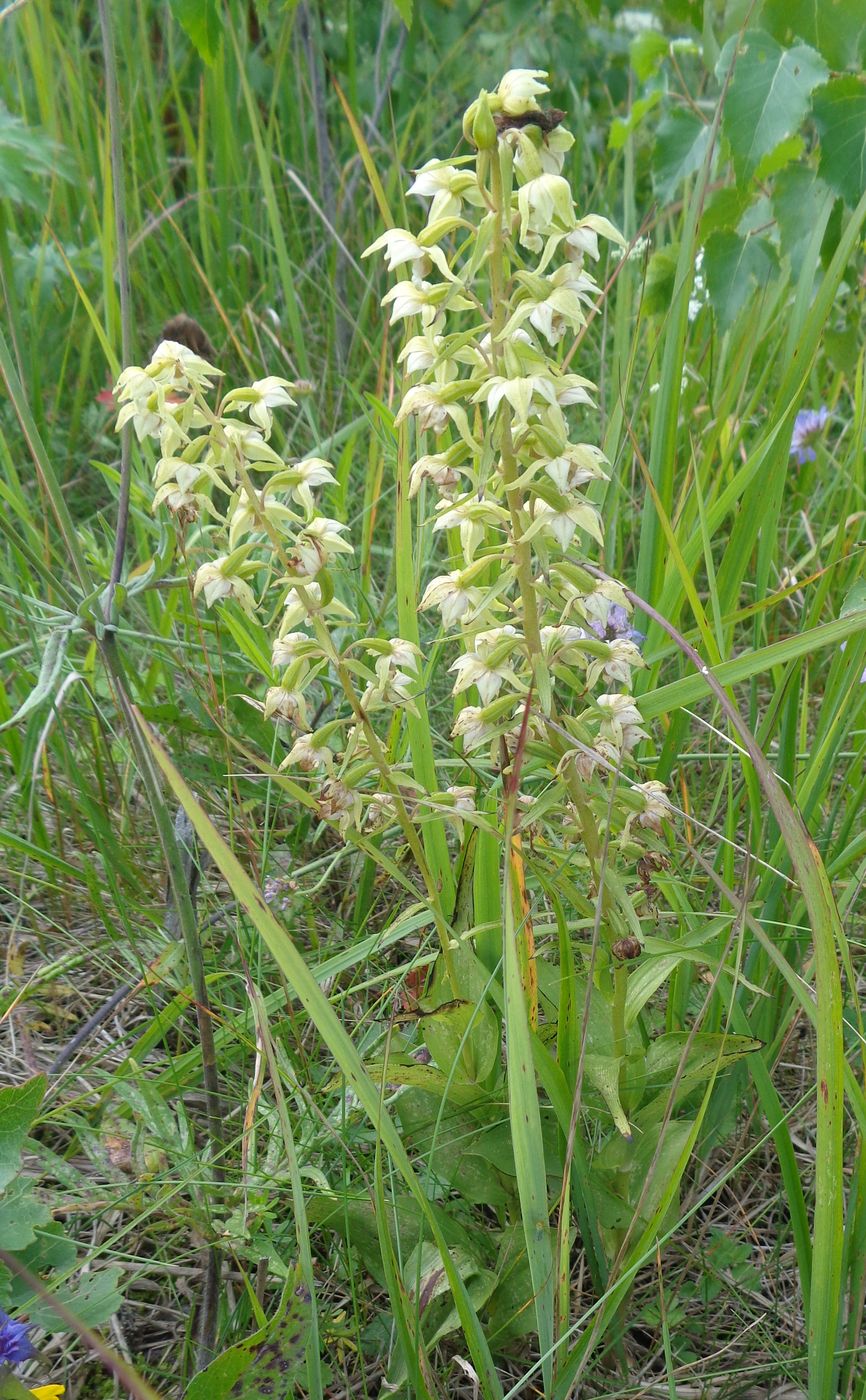 Image of Epipactis helleborine specimen.