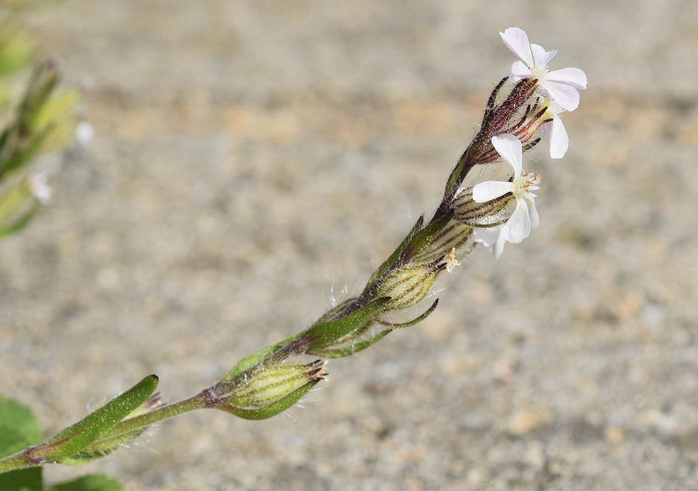 Изображение особи Silene gallica.