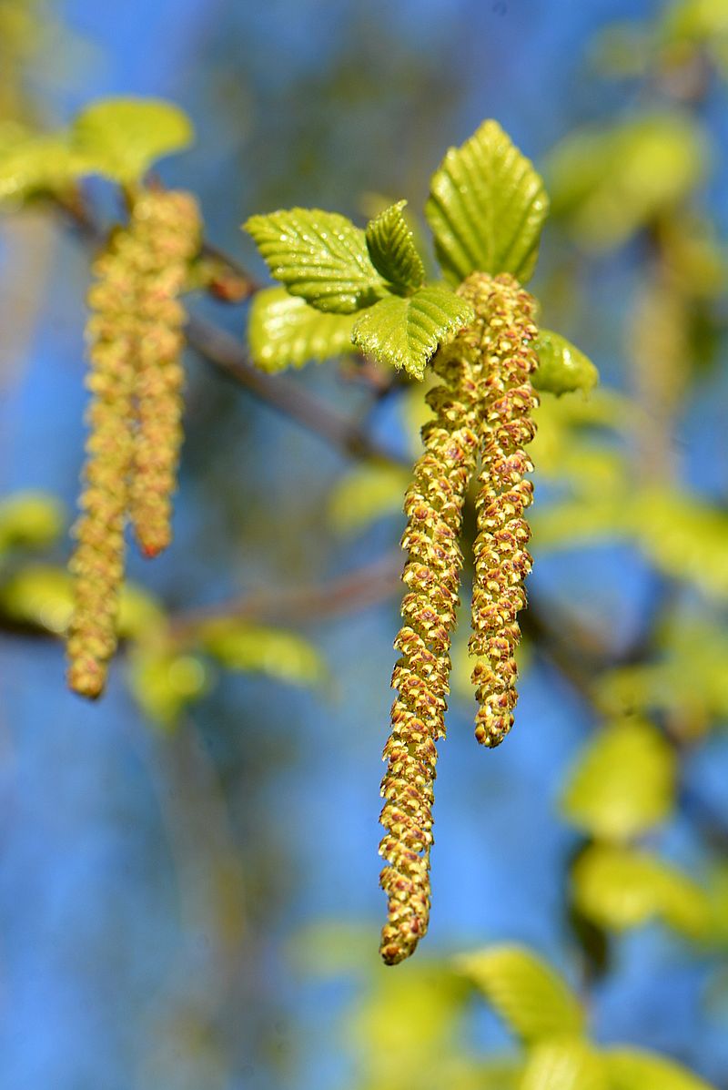 Изображение особи Betula pendula.