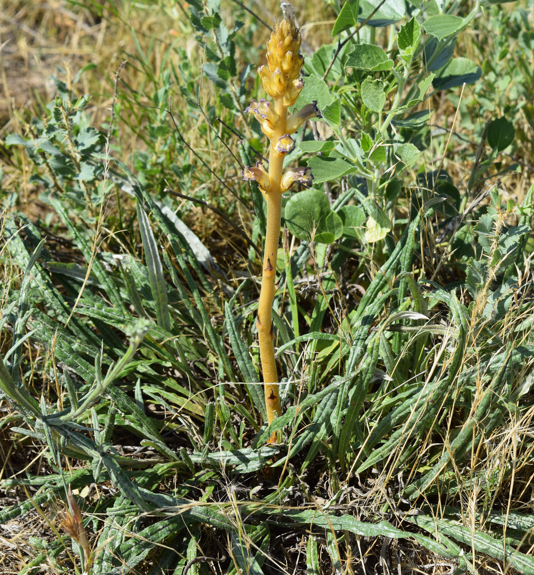 Изображение особи Orobanche cumana.