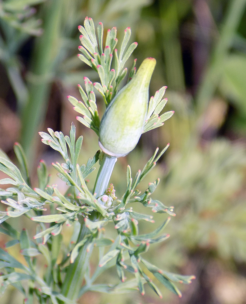 Изображение особи Eschscholzia californica.