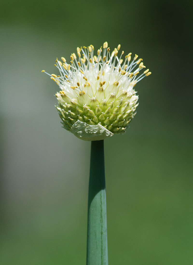 Image of Allium fistulosum specimen.