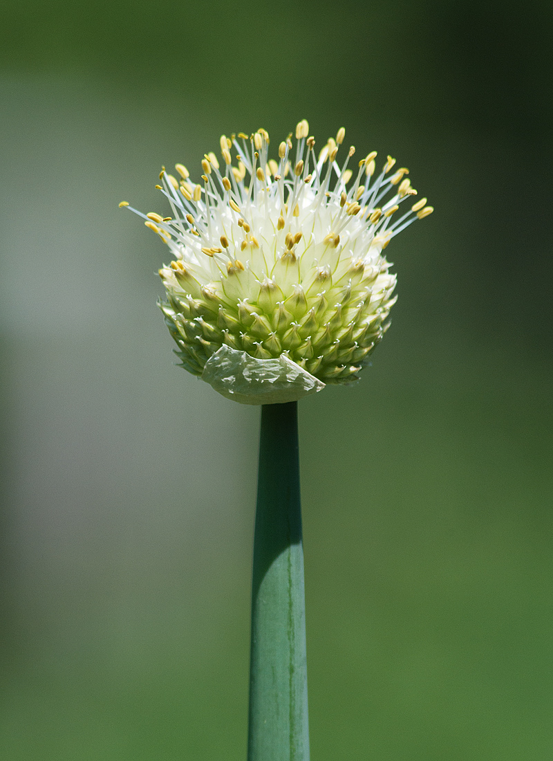 Изображение особи Allium fistulosum.