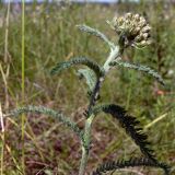 Achillea nigrescens