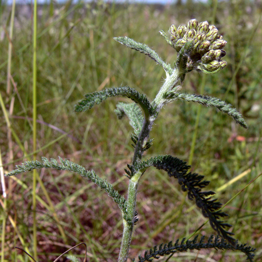 Image of Achillea nigrescens specimen.