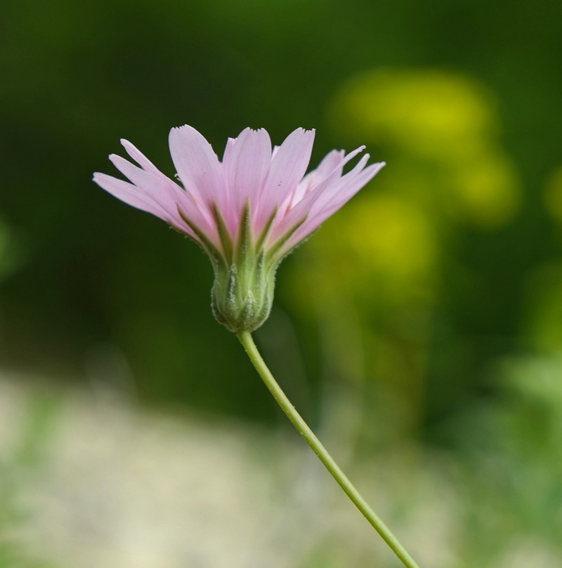 Изображение особи Lagoseris purpurea.