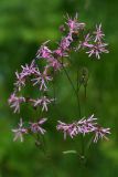 Coccyganthe flos-cuculi