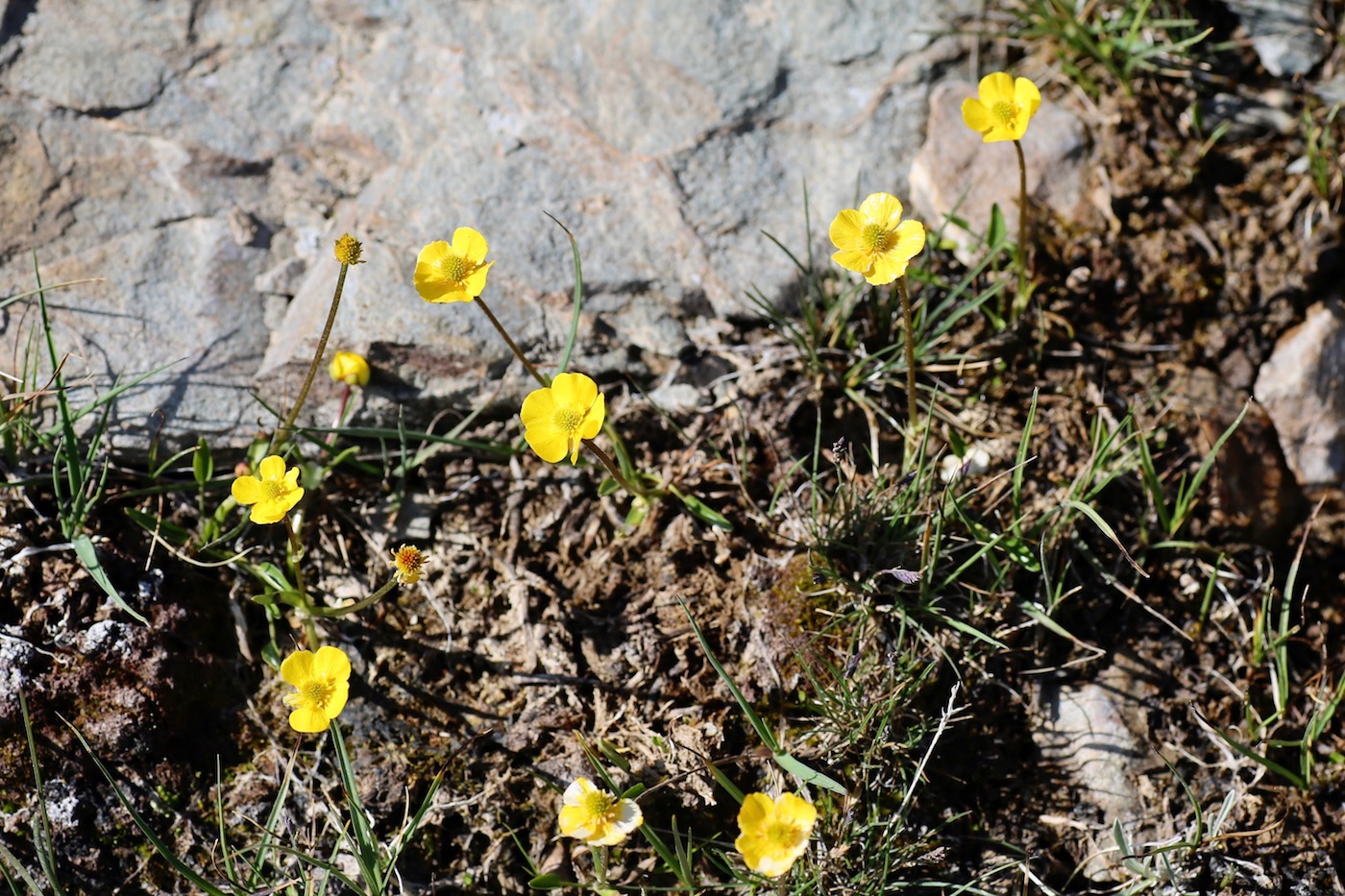 Image of Ranunculus longicaulis var. pseudohirculus specimen.