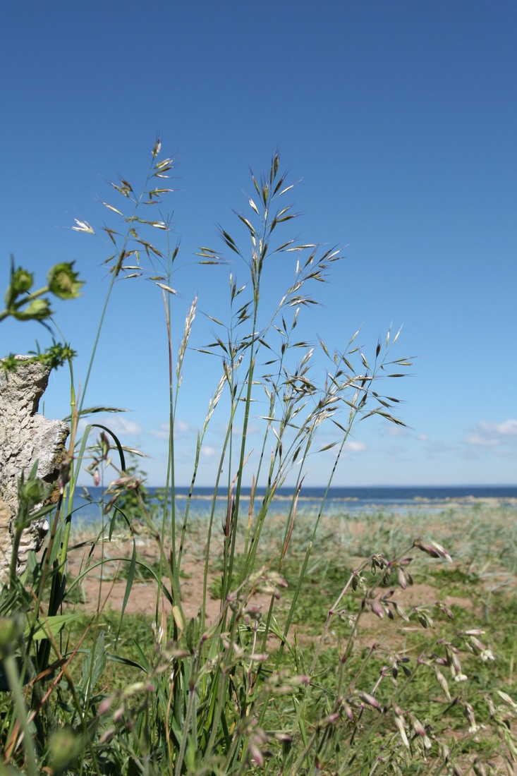 Image of Helictotrichon pubescens specimen.