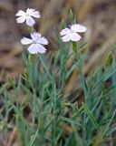 Dianthus uralensis