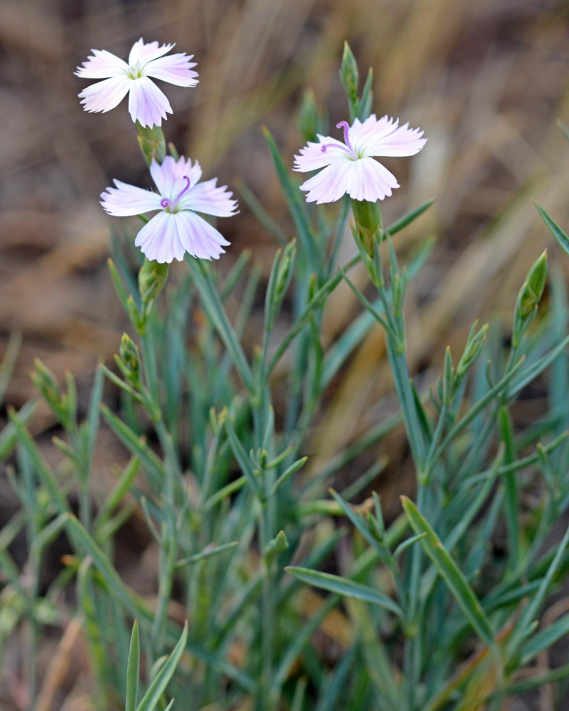 Изображение особи Dianthus uralensis.