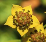 Bupleurum euphorbioides. Элементарное соцветие. Приморский край, Партизанский р-н, гора Ольховая, выс. 1600 м н.у.м., горная тундра. 29.07.2020.