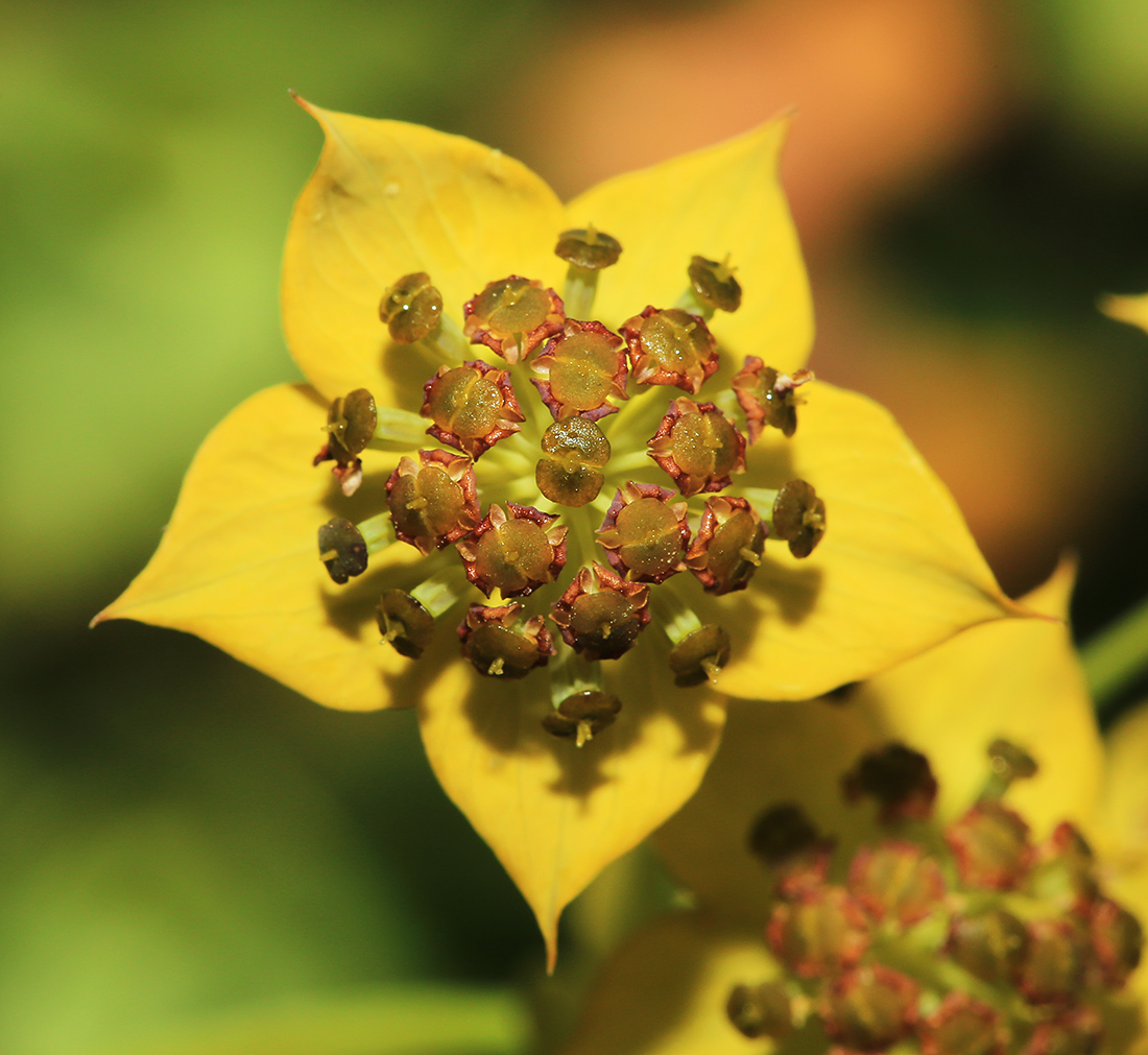 Image of Bupleurum euphorbioides specimen.