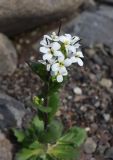 Arabis alpina