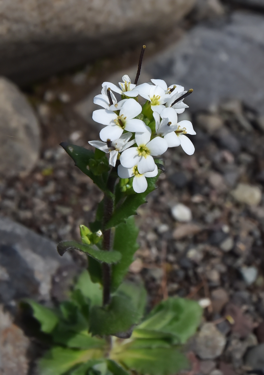 Изображение особи Arabis alpina.