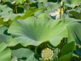 Nelumbo caspica. Лист. Краснодарский край, Прикубанский внутригородской округ г. Краснодара, окр. пос. Белозёрный, озеро Лотос. 05.08.2020.