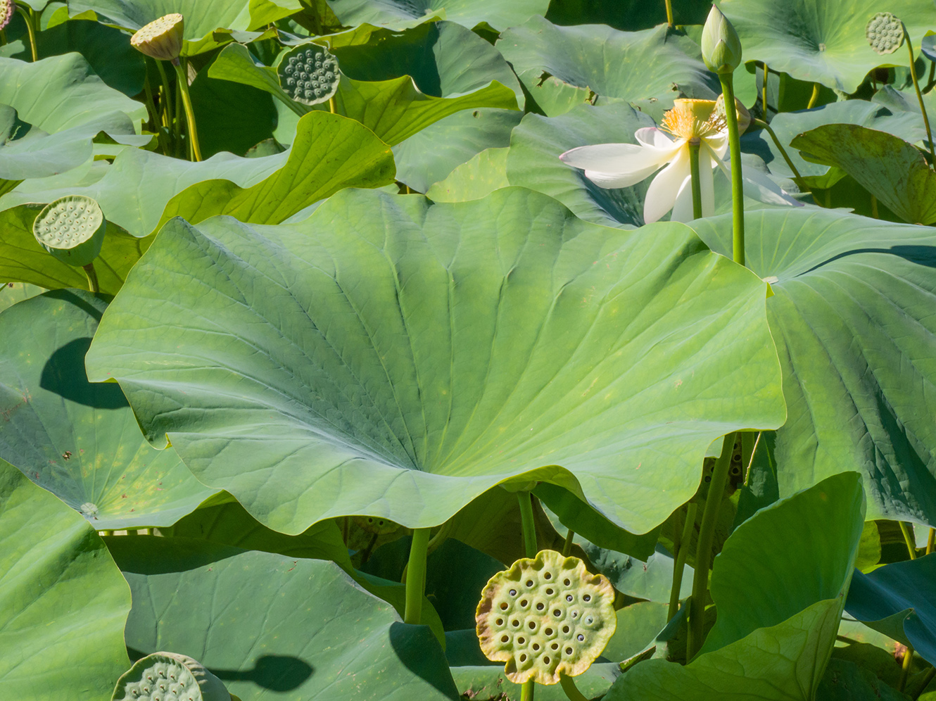 Изображение особи Nelumbo caspica.