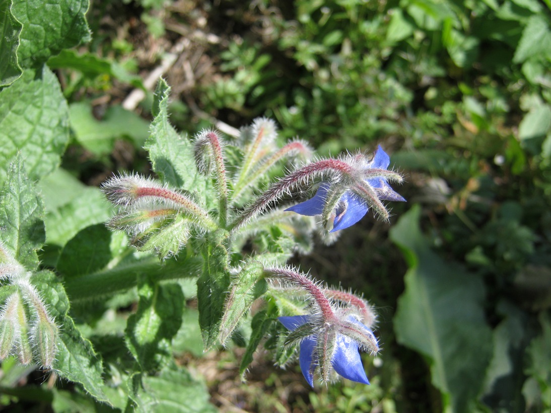 Image of Borago officinalis specimen.