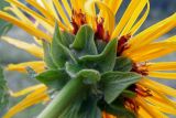 Inula magnifica. Обёртка соцветия. Республика Адыгея, Майкопский р-н, Кавказский биосферный заповедник, восточное подножие горы Фишт, территория туристского приюта \"Фишт\", выс. ок. 1590 м н.у.м., высокотравный луг. 01.08.2020.