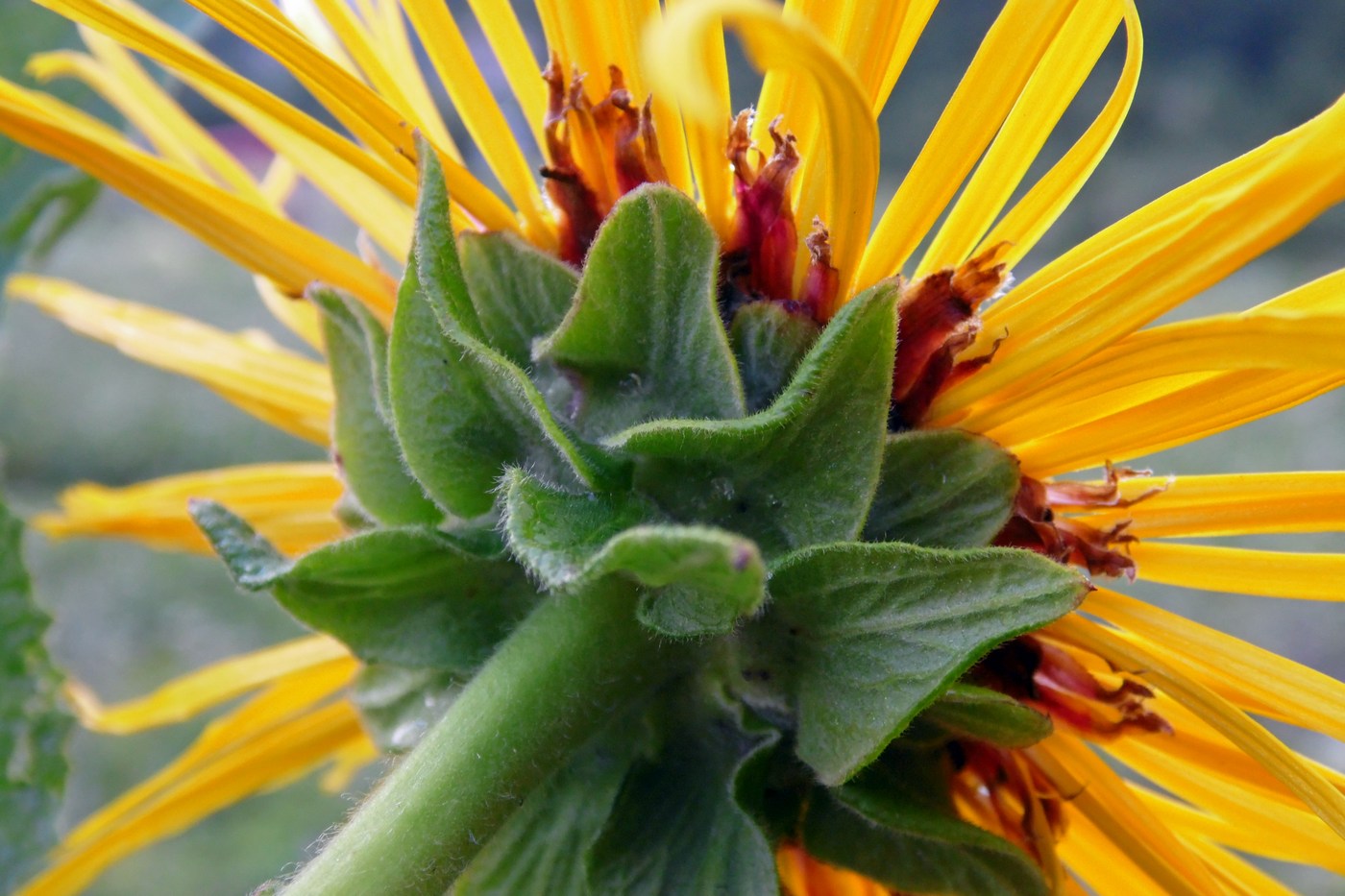 Image of Inula magnifica specimen.