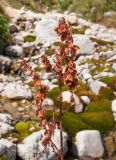Rumex arifolius. Соплодие. Адыгея, Кавказский биосферный заповедник, ур. Яворова Поляна, ≈ 1900 м н.у.м., почти сухое каменистое русло ручья. 03.10.2015.