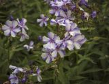 Phlox paniculata