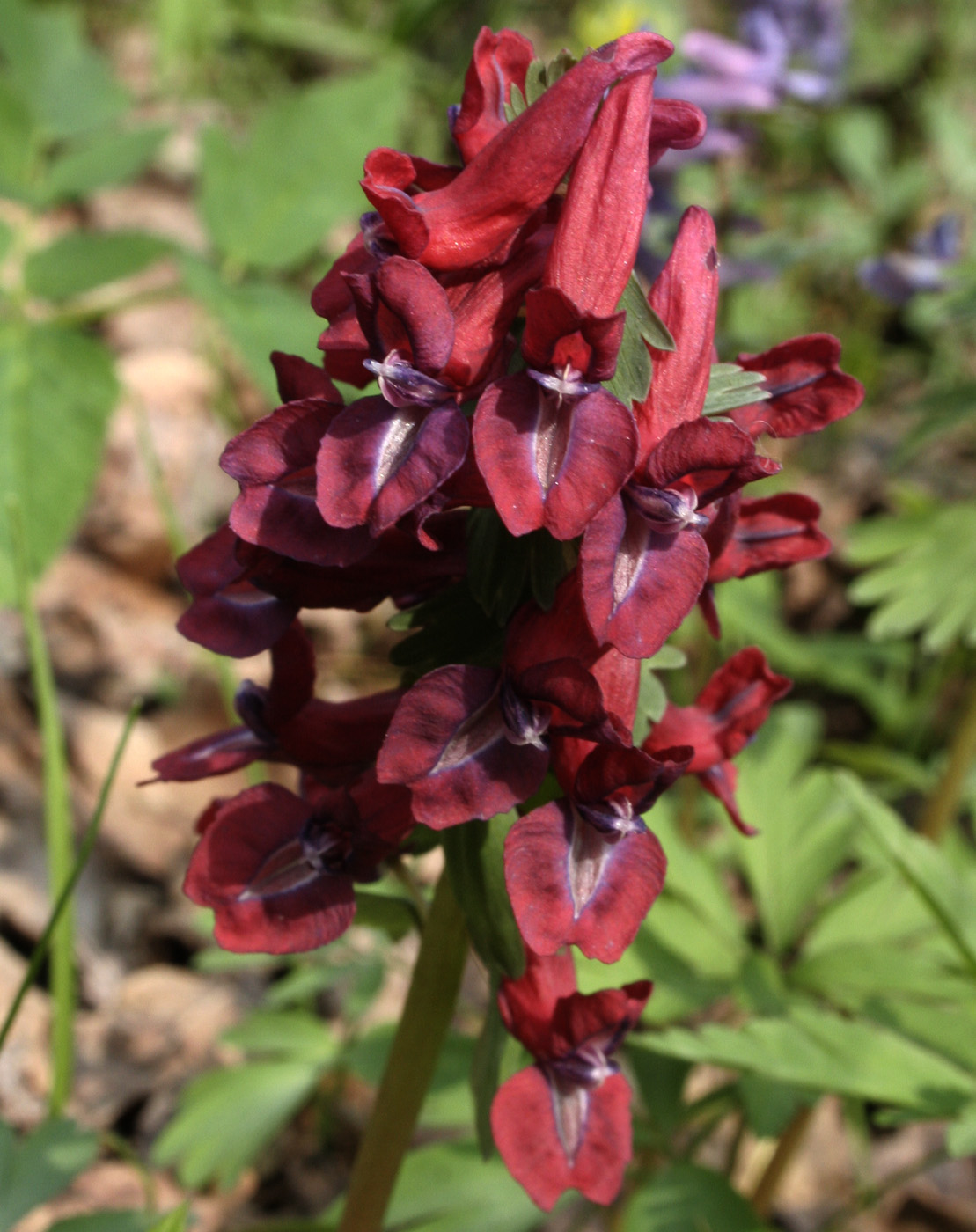 Изображение особи Corydalis solida.