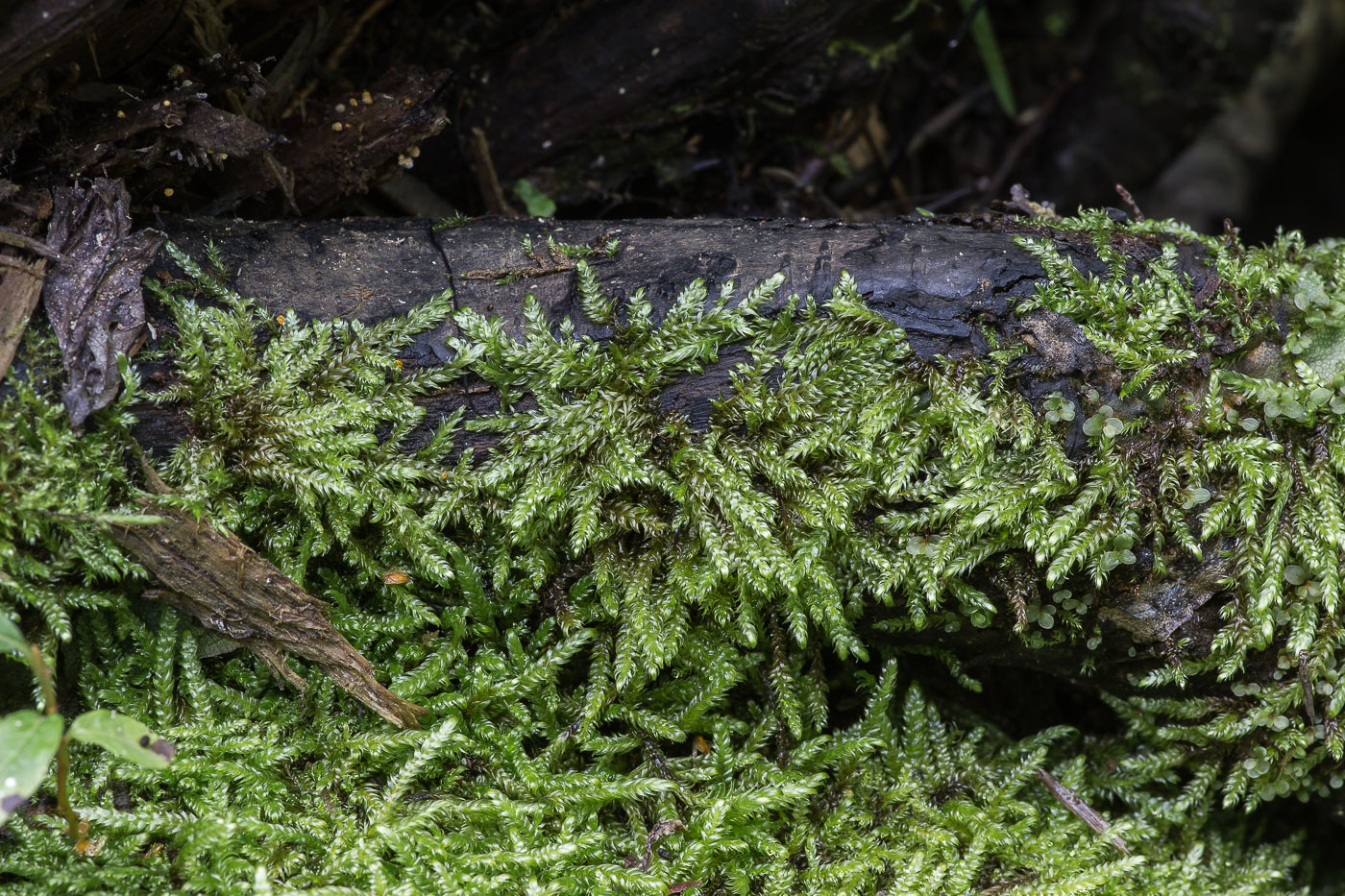 Image of Calliergonella lindbergii specimen.