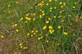 Scorzoneroides autumnalis